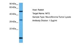 NIT2 Rabbit anti-Human, Polyclonal, Novus Biologicals 0.1ml; Unconjugated:Antibodies,